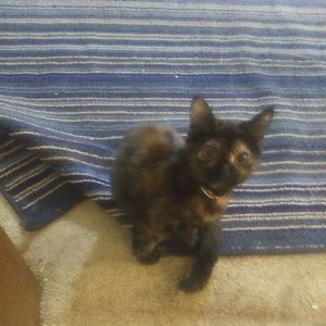 Meet your Posher, Buddy